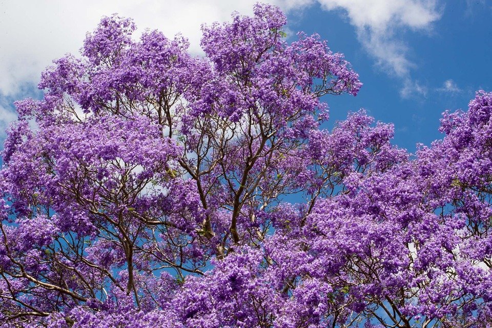 jacaranda-268926_960_720.jpg