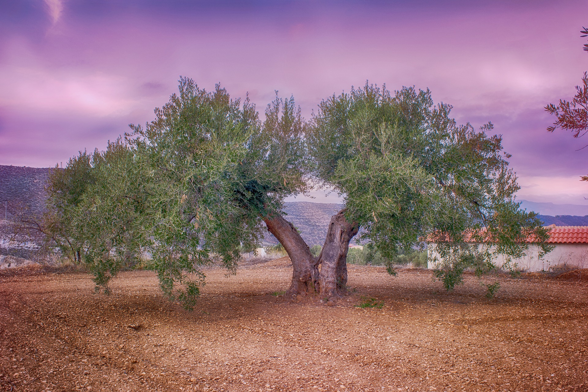 olive-3765603_1920.jpg