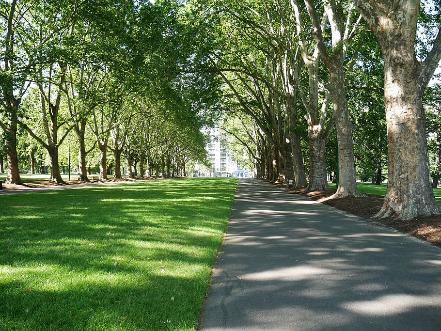 park-trees-nature-buildings.jpg