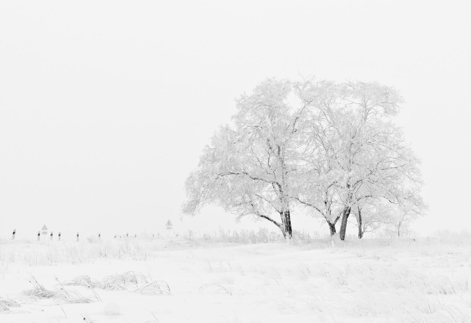 tree-nature-branch-snow-winter-black-and-white-1153705-pxhere.com_