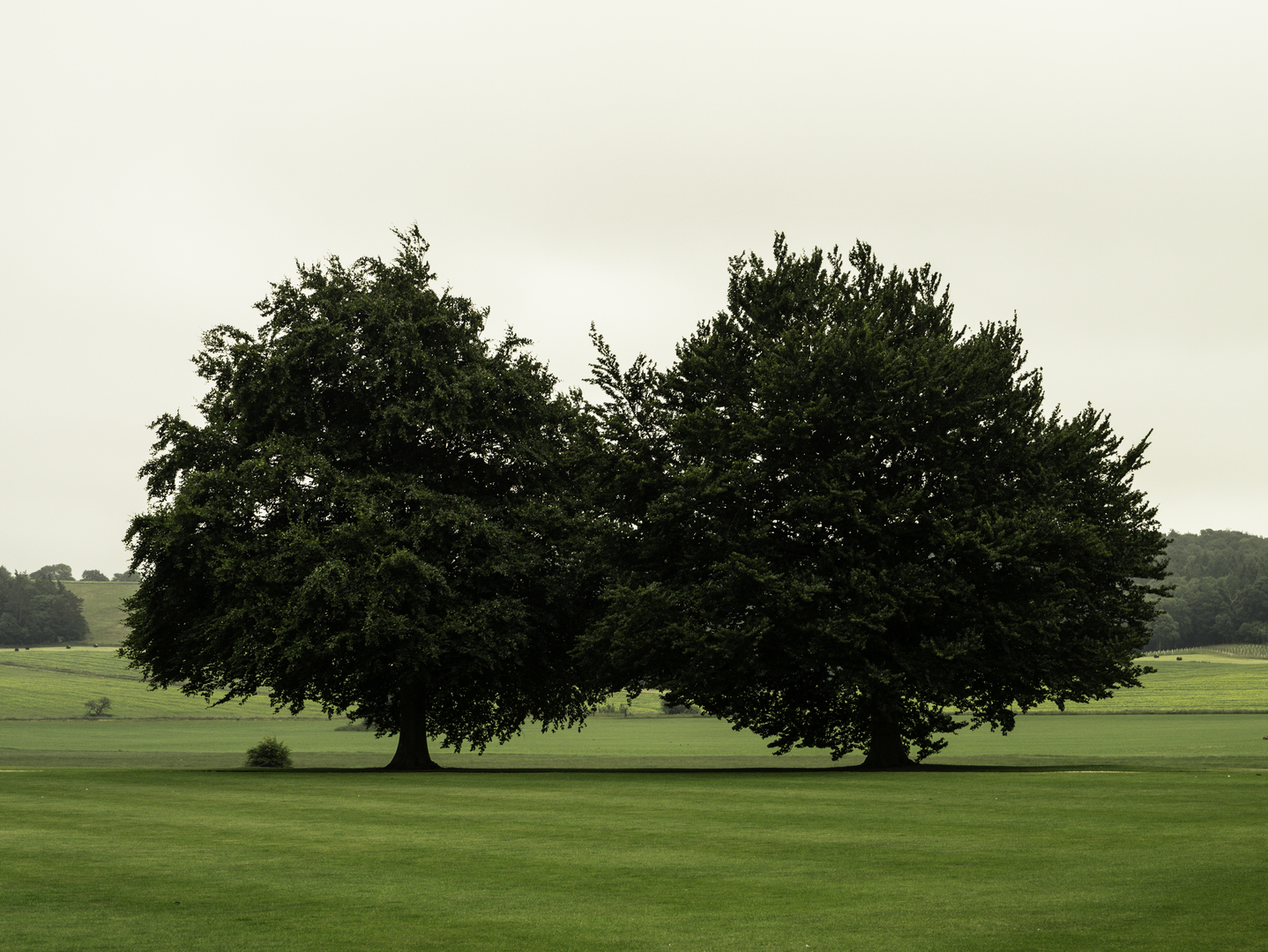 twin-trees-tree-green-woody-plant-natural-landscape-1602862-pxhere.com