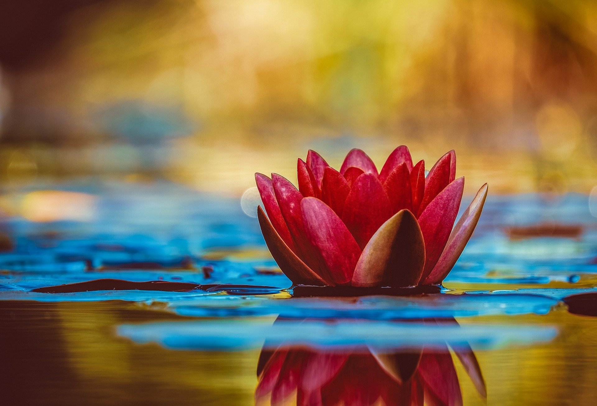 water-lily-3784022_1920.jpg