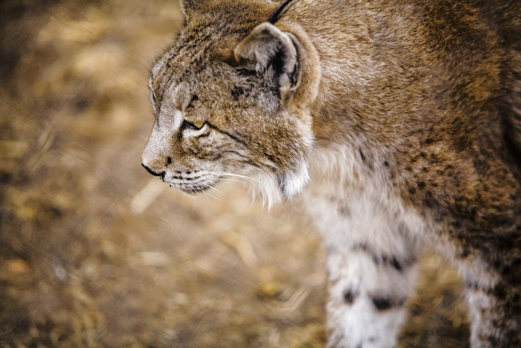 iberian-lynx-1203999_1920