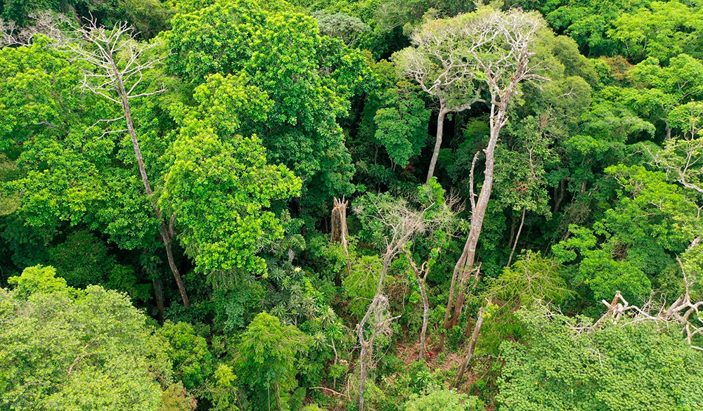 arboles-tropicales