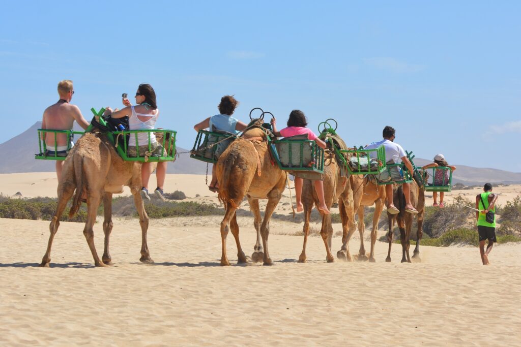 camels-927208_1920