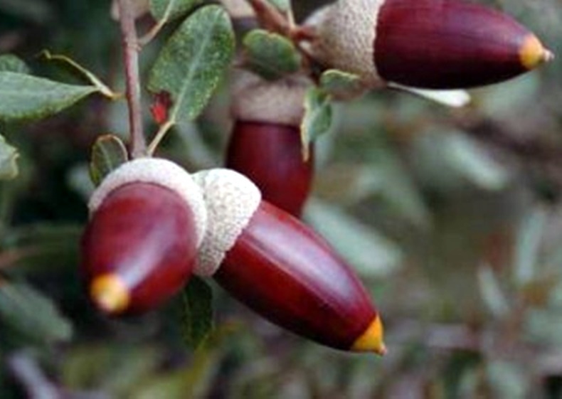 encina