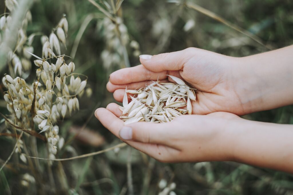 oats-3717095_1920