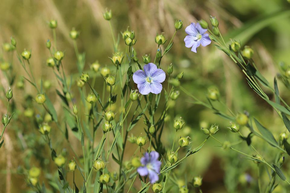 wild-flax-4322342_960_720