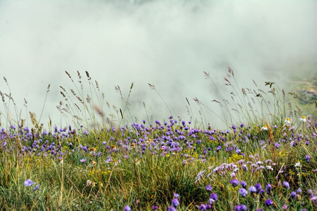 nature-3539665_1280