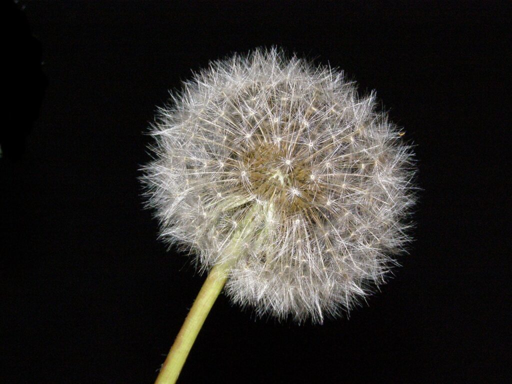 flower-626389_1280