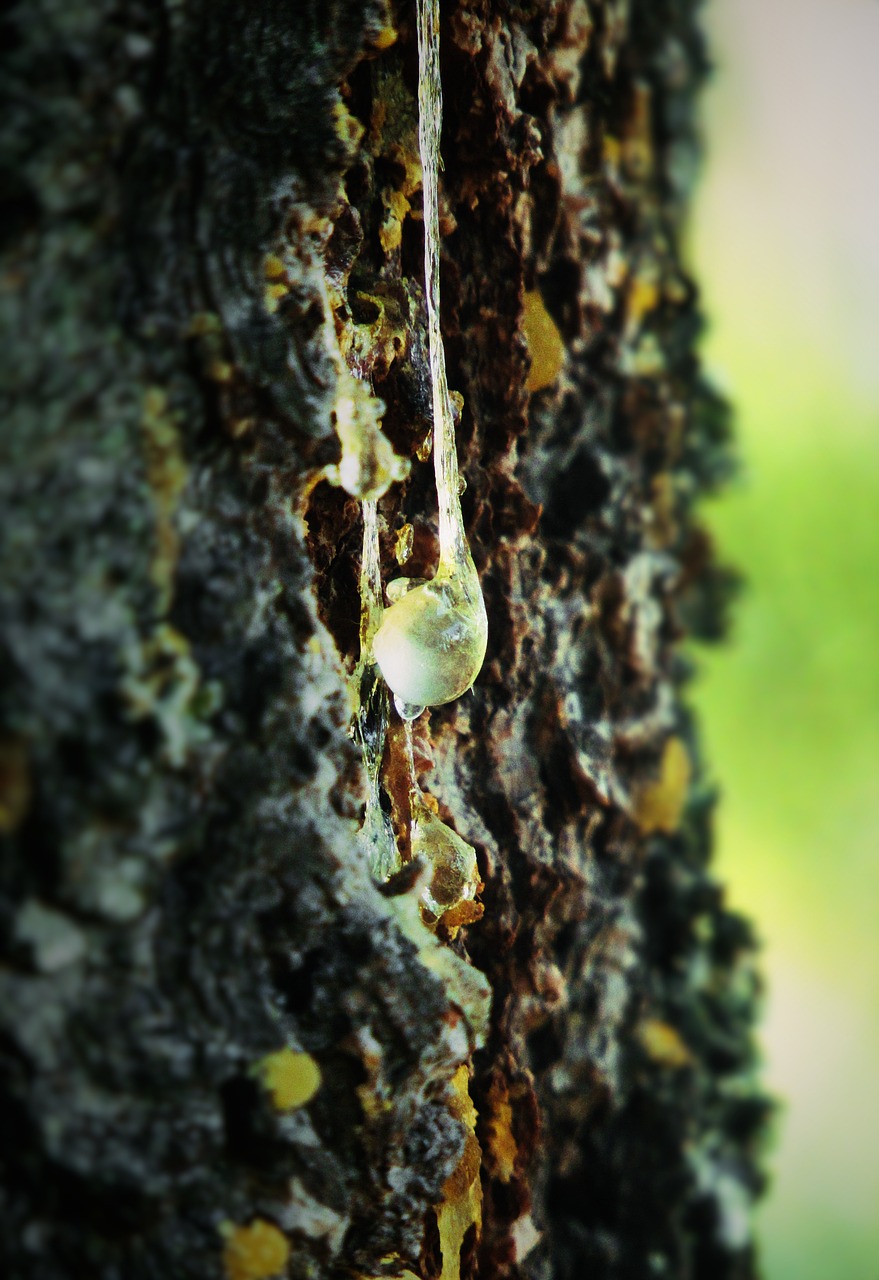 tree-6676718_1280