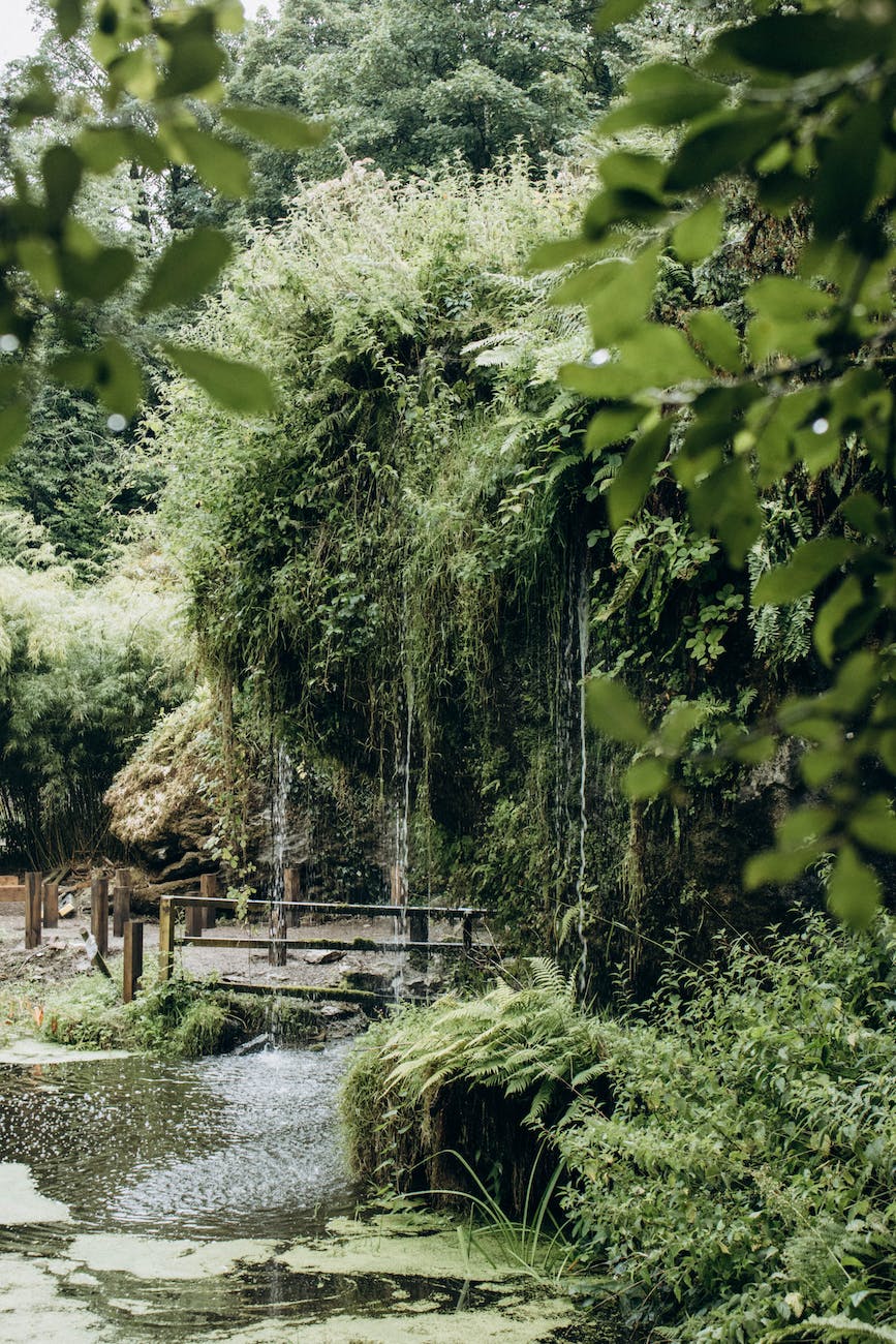 a lush botanical garden