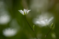 Grästjärnblomman