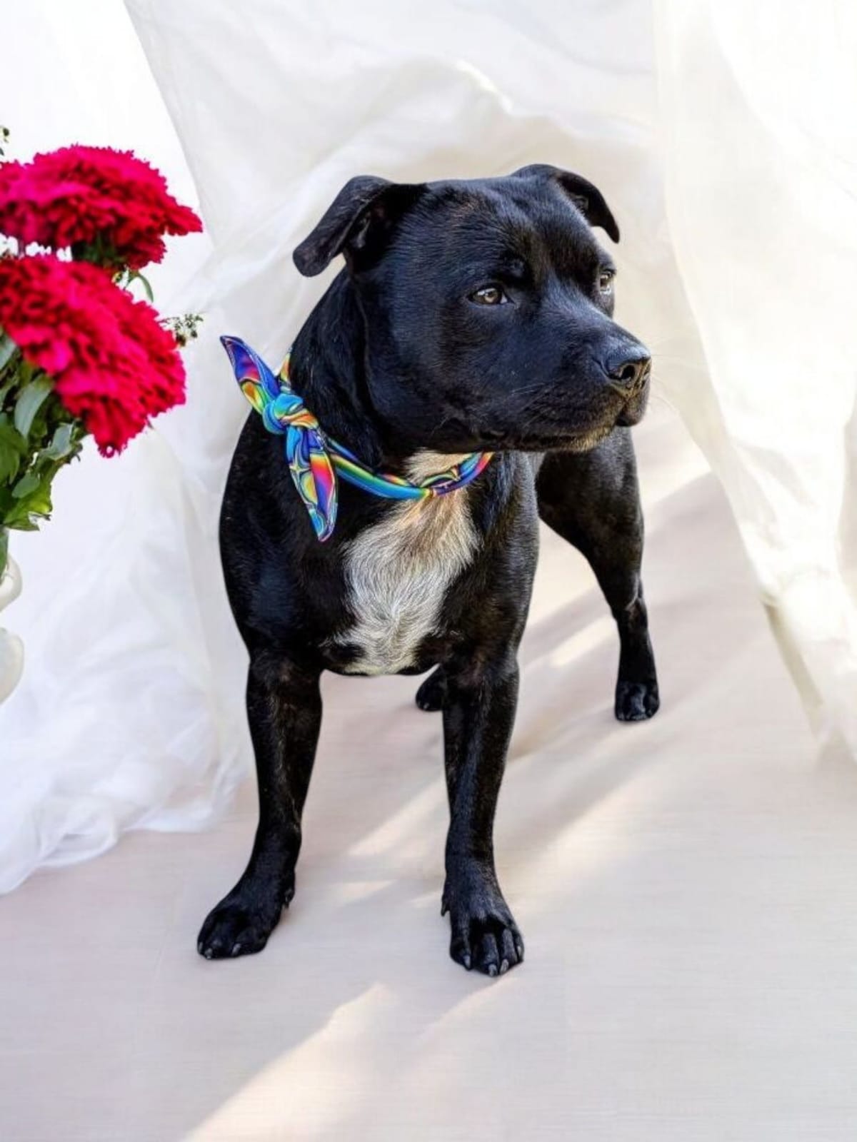 Sunshine Chic Foulard