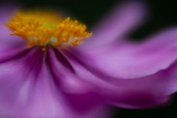 cosmos