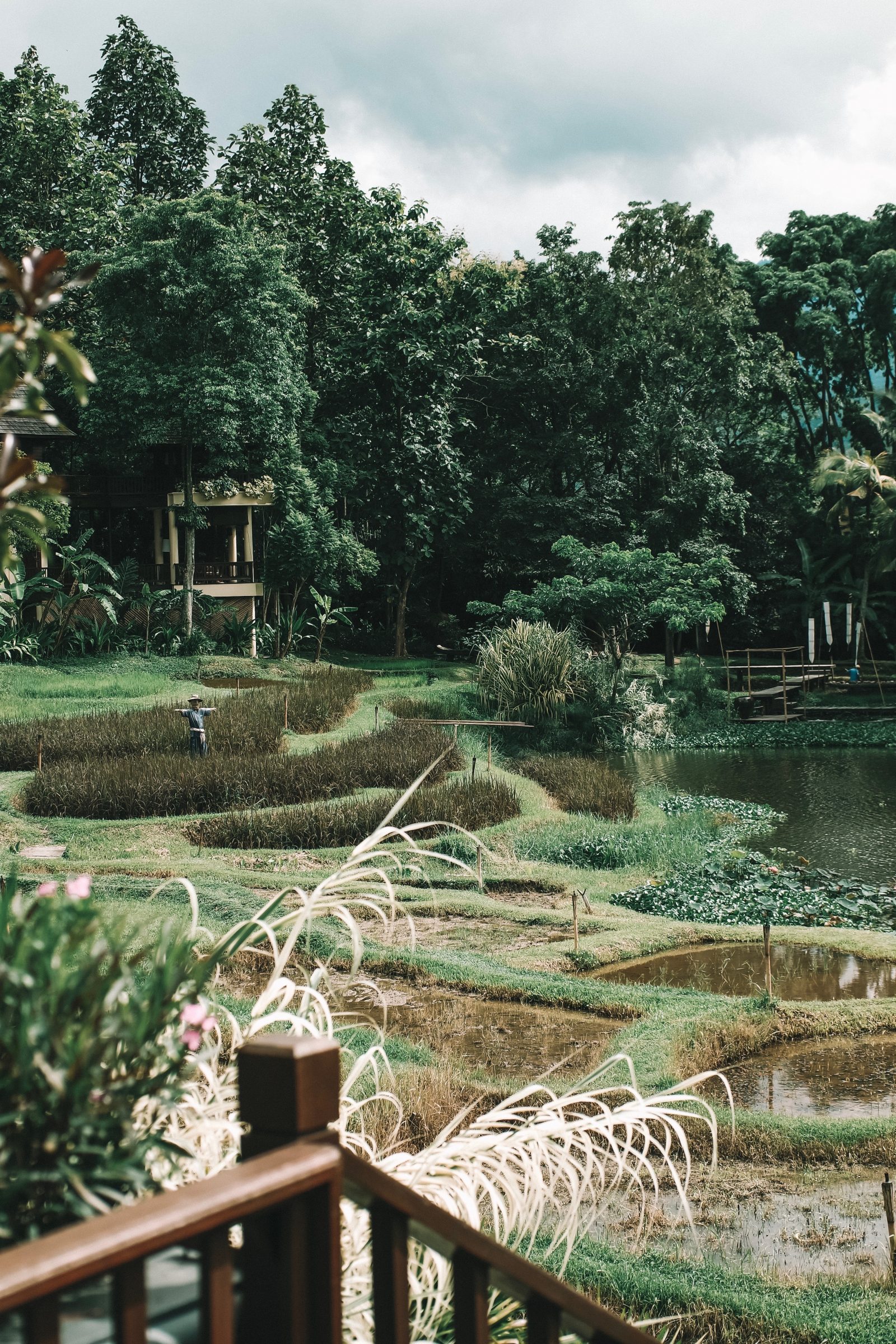 Four Seasons Chiang Mai - Hotel Rice Paddies