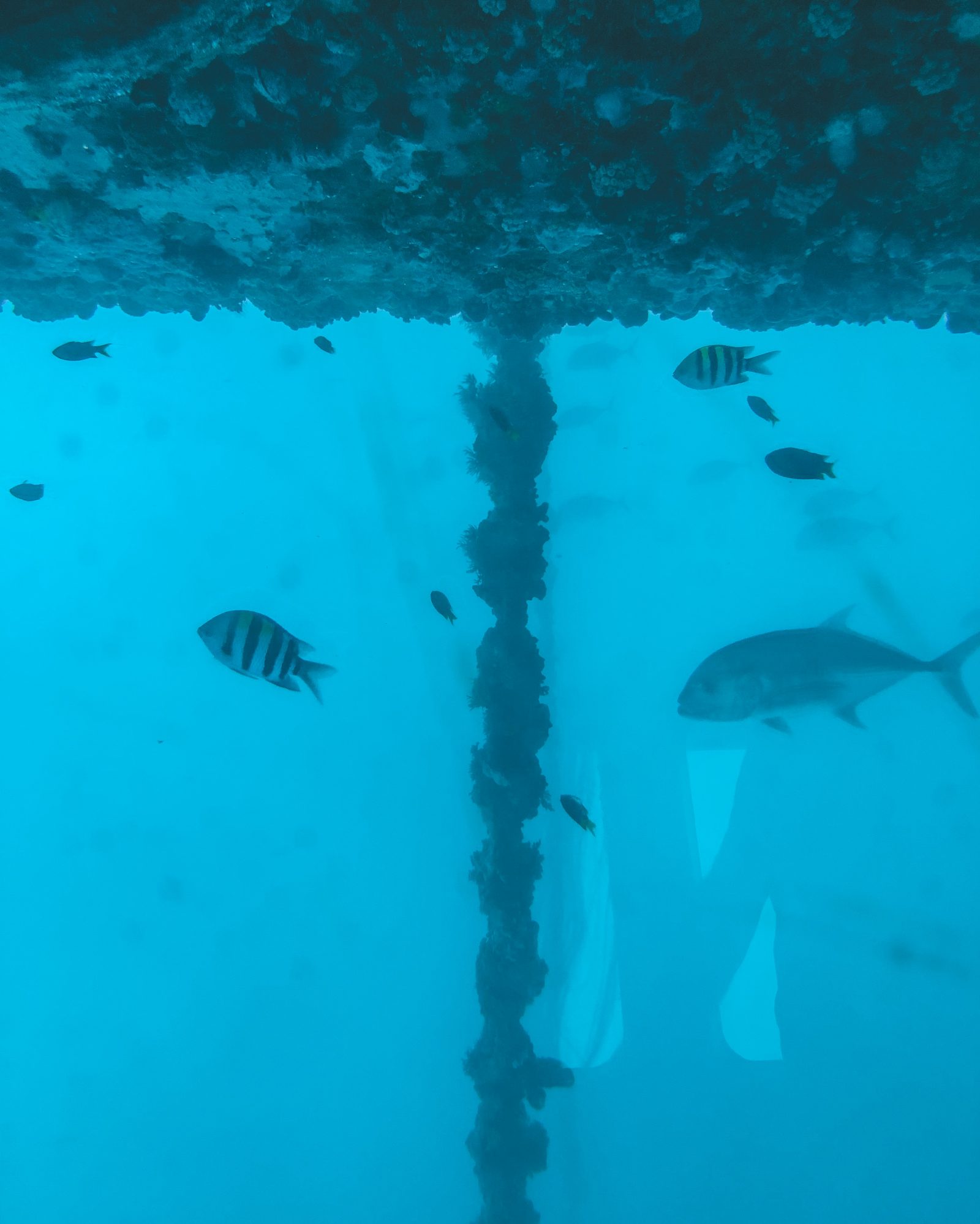 Great Barrier Reef Sleep - Cruise Whitsundays Underwater Observatory