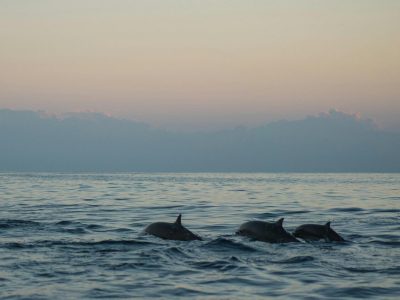 North-bali-buleleng-dolphins-swimming-lovina North-bali-buleleng-dolphins-swimming-lovina
