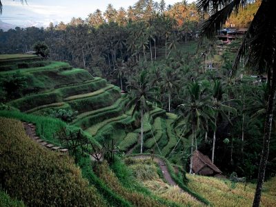 North-bali-ricefield North-bali-ricefield