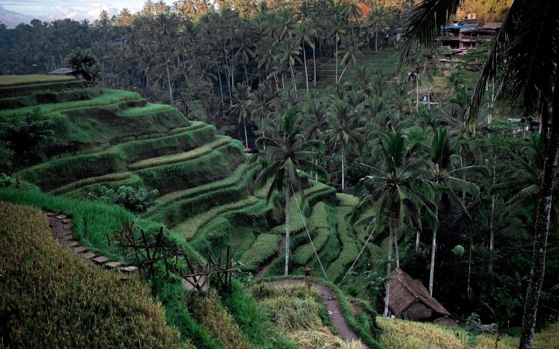 North-bali-ricefield North-bali-ricefield