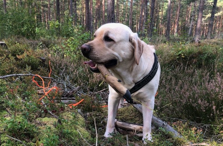 Viltspårskurs Nybörjare