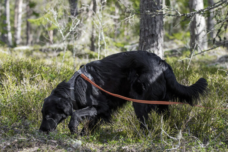 Anlagskurs viltspår (dvs nybörjare)