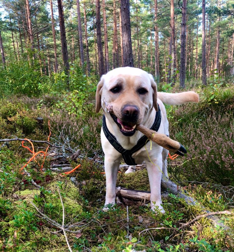 Samträning i Kristinehamn