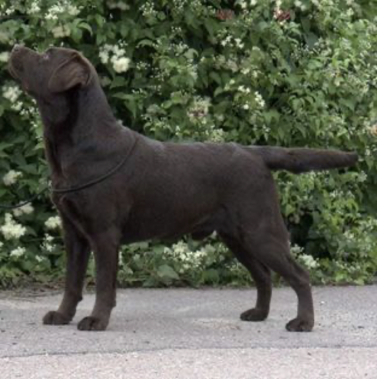 Inofficiell utställning Labrador retriever