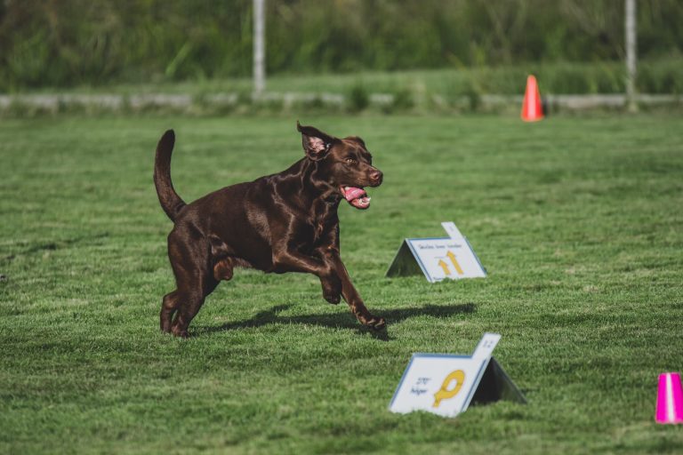 Rallylydnad nybörjare