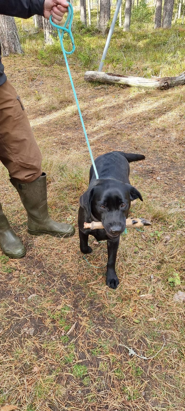 Öppenklass-kurs viltspår