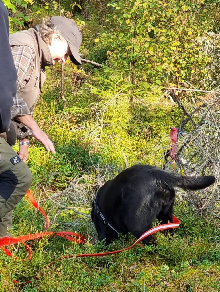 Torntorpsprovet 7/9 2024 LRK/VL-Ö’s viltspårsmästerskap