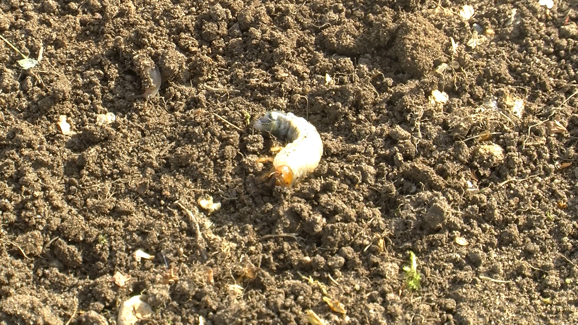 Branston Bugs
