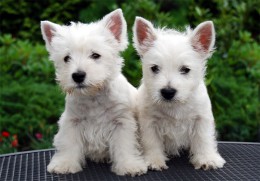 Westie_pups