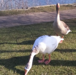 There has been a decrease in the amount of people feeding the ducks in the East Midlands. Photo: Lauren Hinds