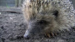 Young Hedgehog 