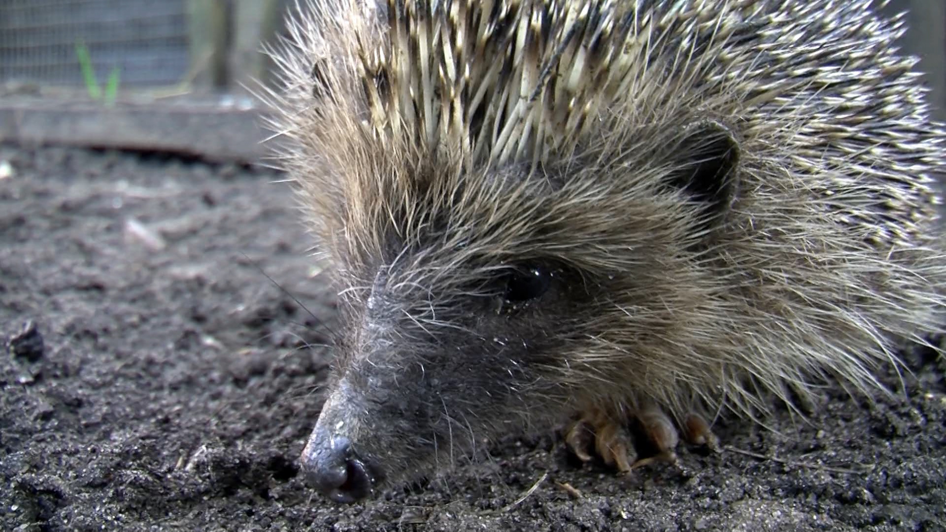 Young Hedgehog in pen being nursed to a target weight before hibernation.