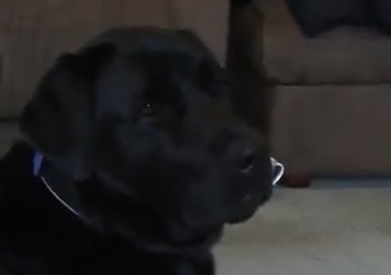 Former Metropolitan police officer is raising money for Support Dogs