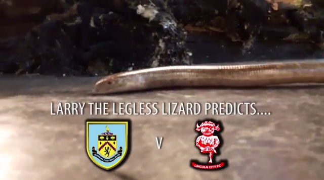 Psychic Lizard predicts Burnley V Lincoln FA Cup tie