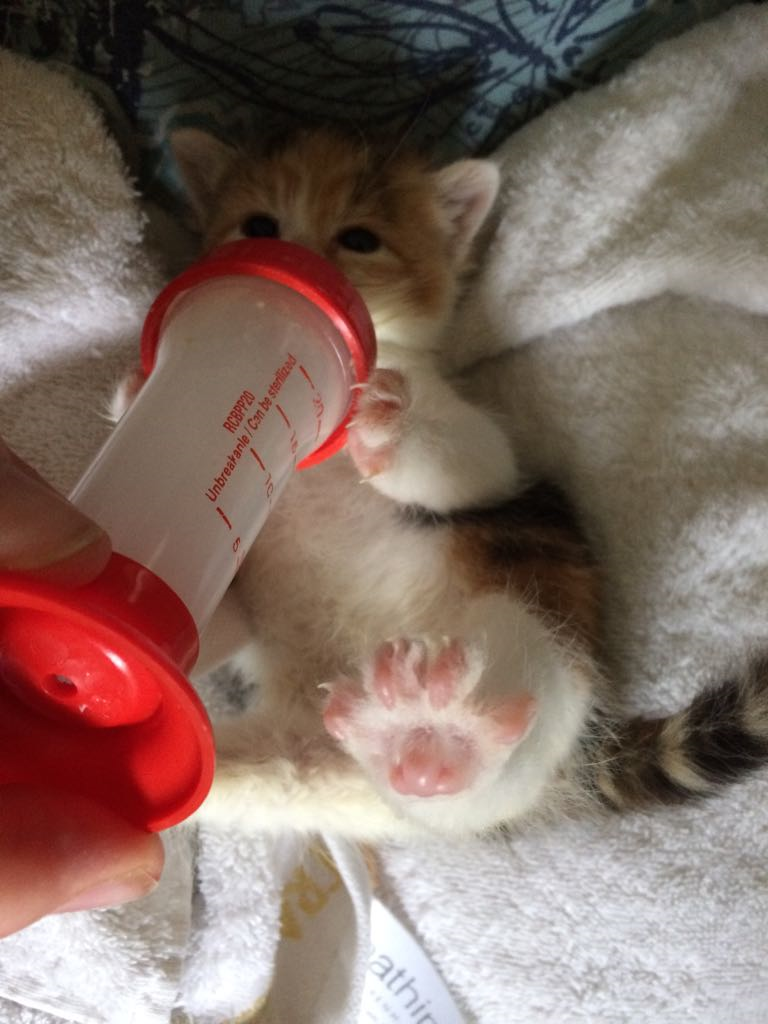 Moira replacing the kittens mother, feeding one of them milk