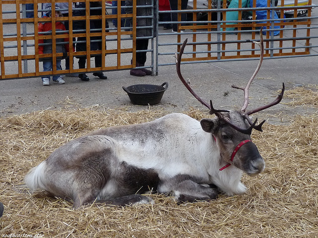 Reindeer