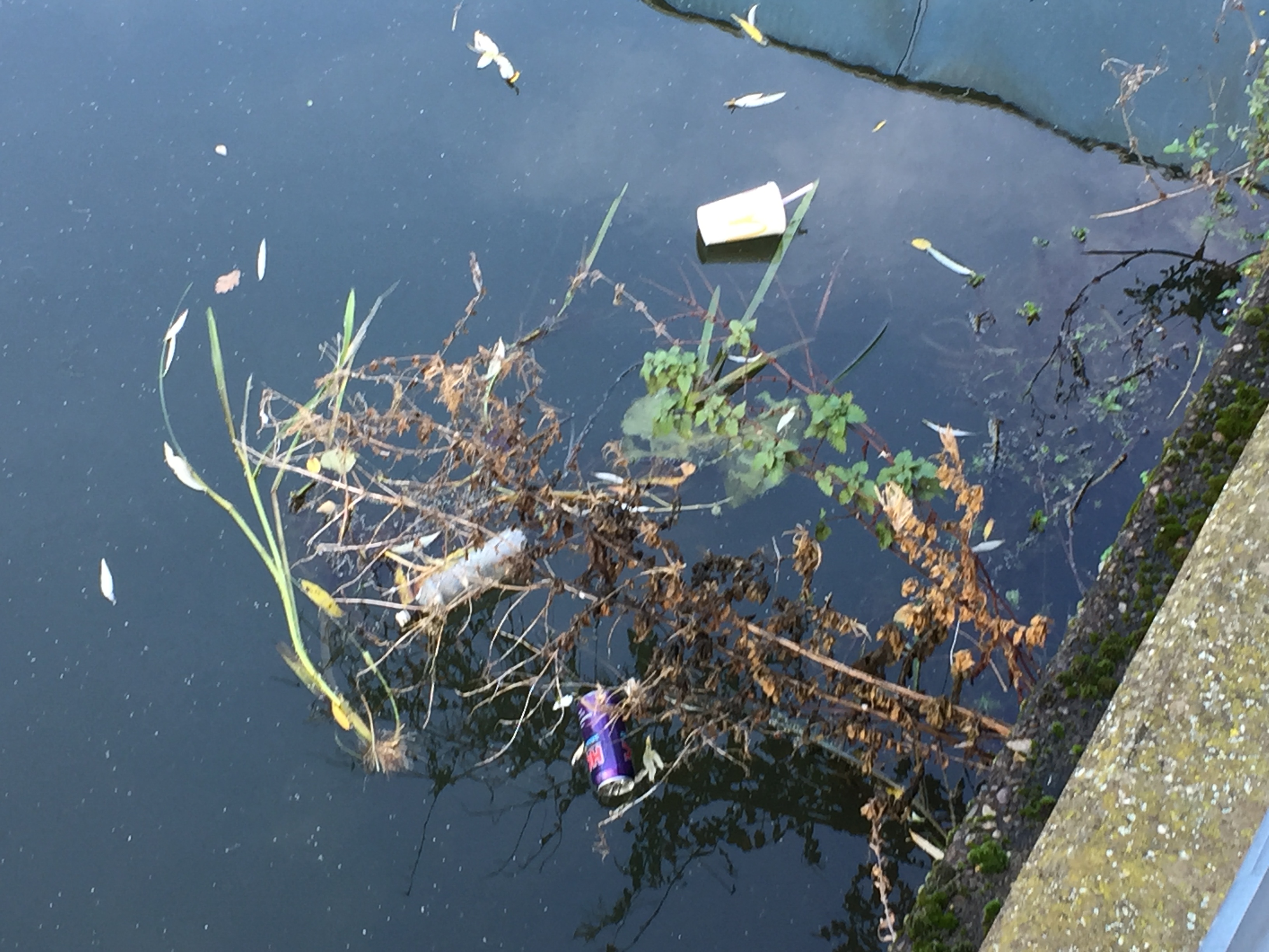 Weeds and rubbish in the Brayford Pool