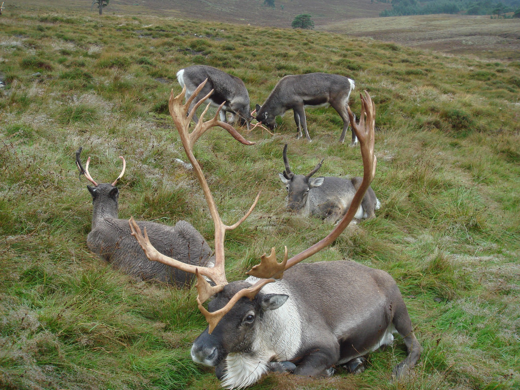 Free-ranging herd