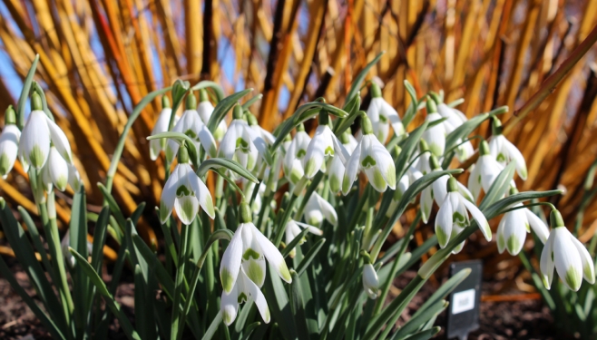 Snowdrops at Brightwater Gardens
Credit: visitlincoln.com