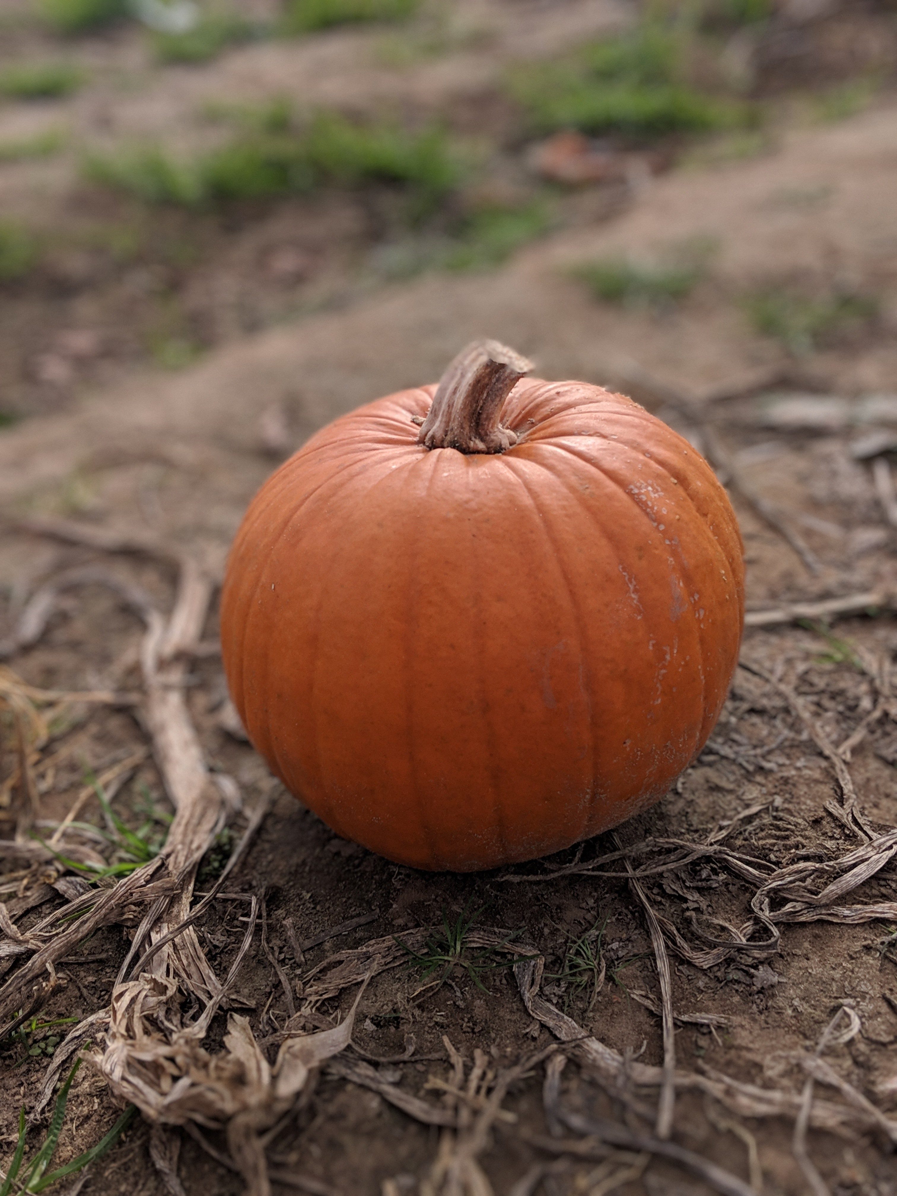 Pumpkin Patch