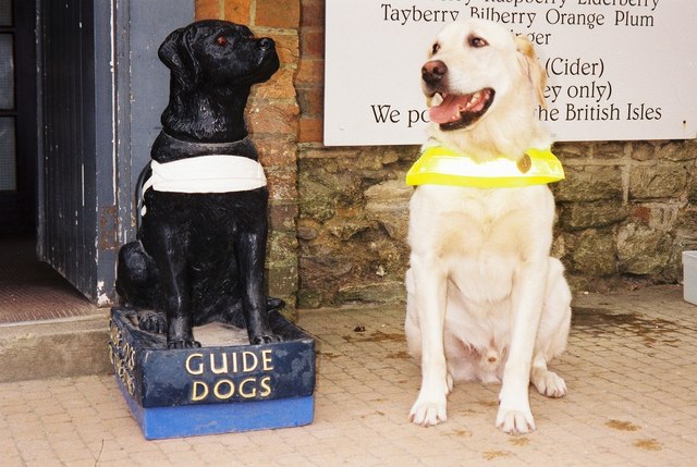 Students attend guide dog event to reduce stress levels