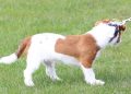 Puppy playing the the castle's grounds