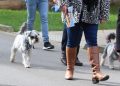 Dogs and owners walk with guided tour