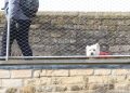 Dog looks down into the grounds from the castle wall