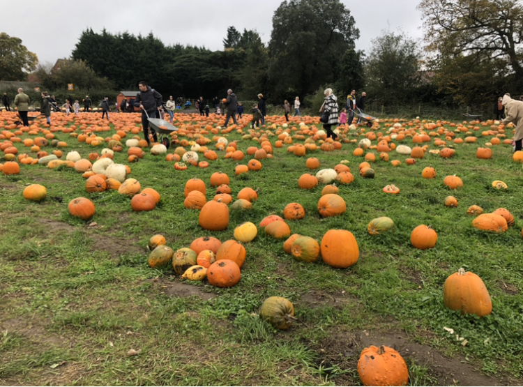 Pumpkin Patch at Doddington Hall