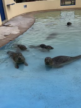 An image of the seal pups in the 'nursery pool' at Skegness Natureland Seal Sanctuary